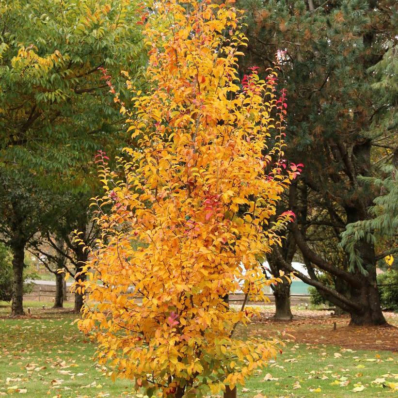 Persian Spire™ Parrotia