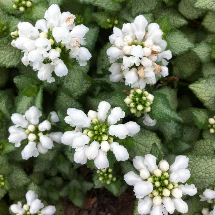 White Nancy Spotted Deadnettle, False Salvia