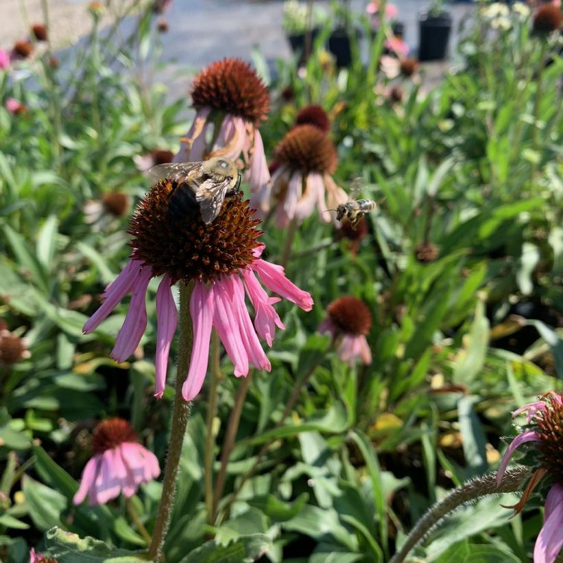 Narrow-leaf Coneflower