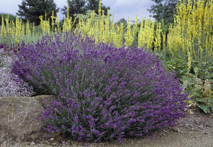 Hidcote Blue English Lavender