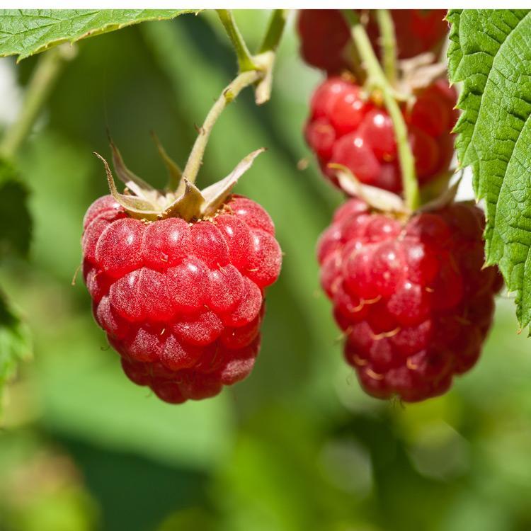 Encore Raspberry