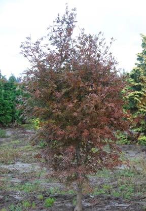 Trompenburg Japanese Maple