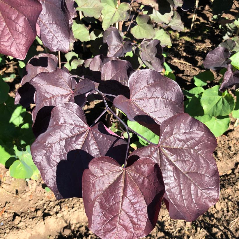 Midnight Express™ Redbud