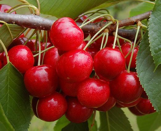 Crimson Passion Cherry