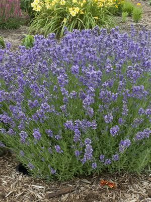 Munstead English Lavender
