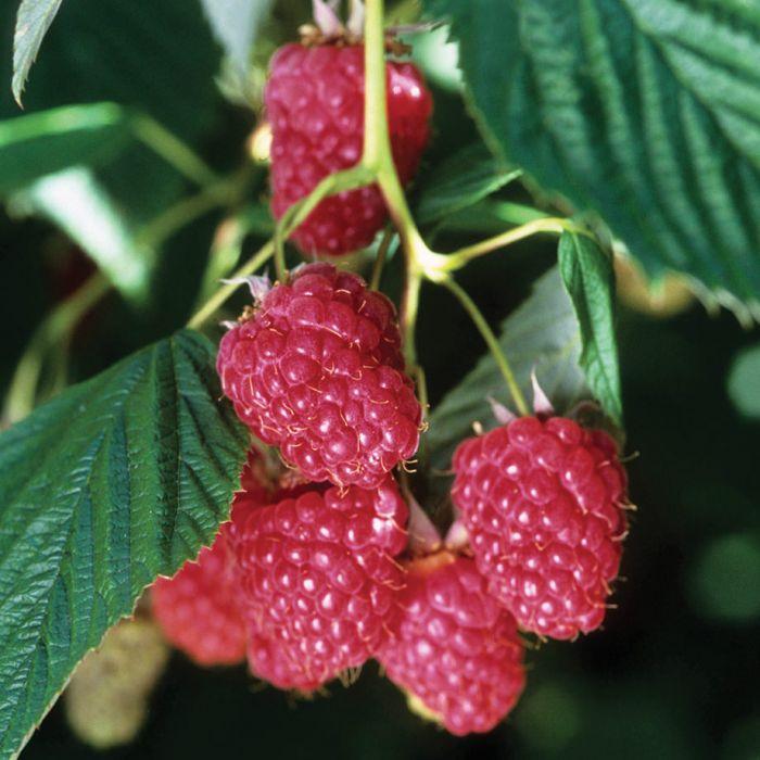 Nova Raspberry