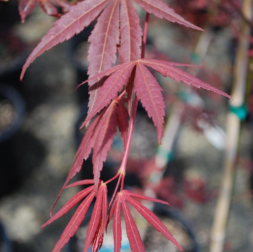 JN4 Dragon Tears™ Japanese Maple