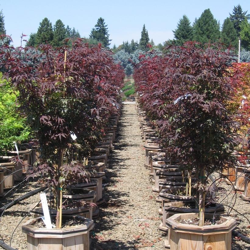 Pixie Japanese Maple