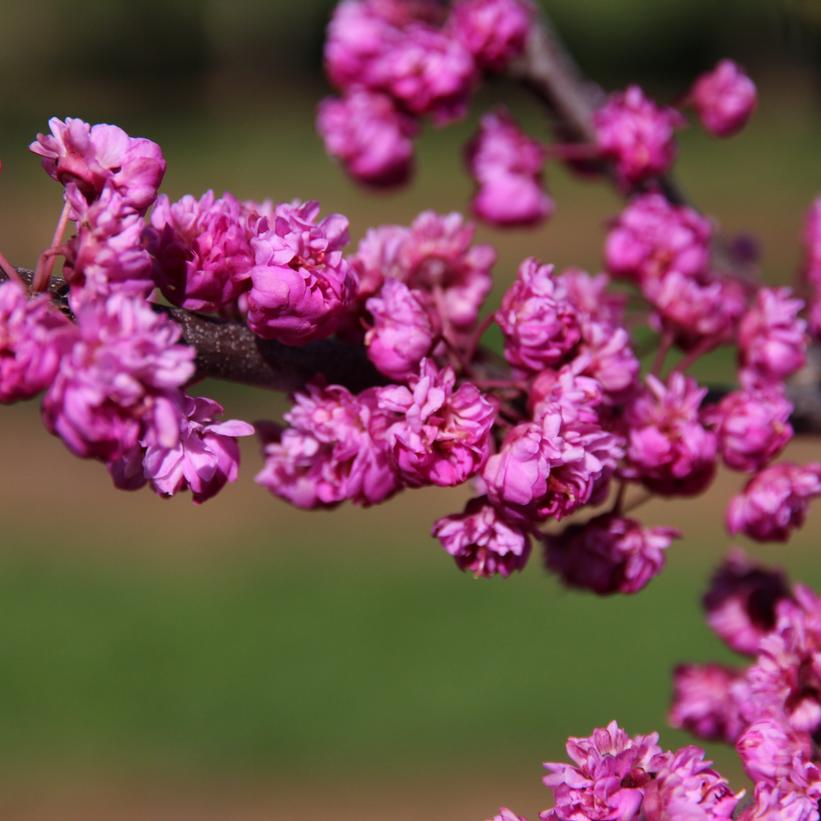 Pink Pom Poms Redbud