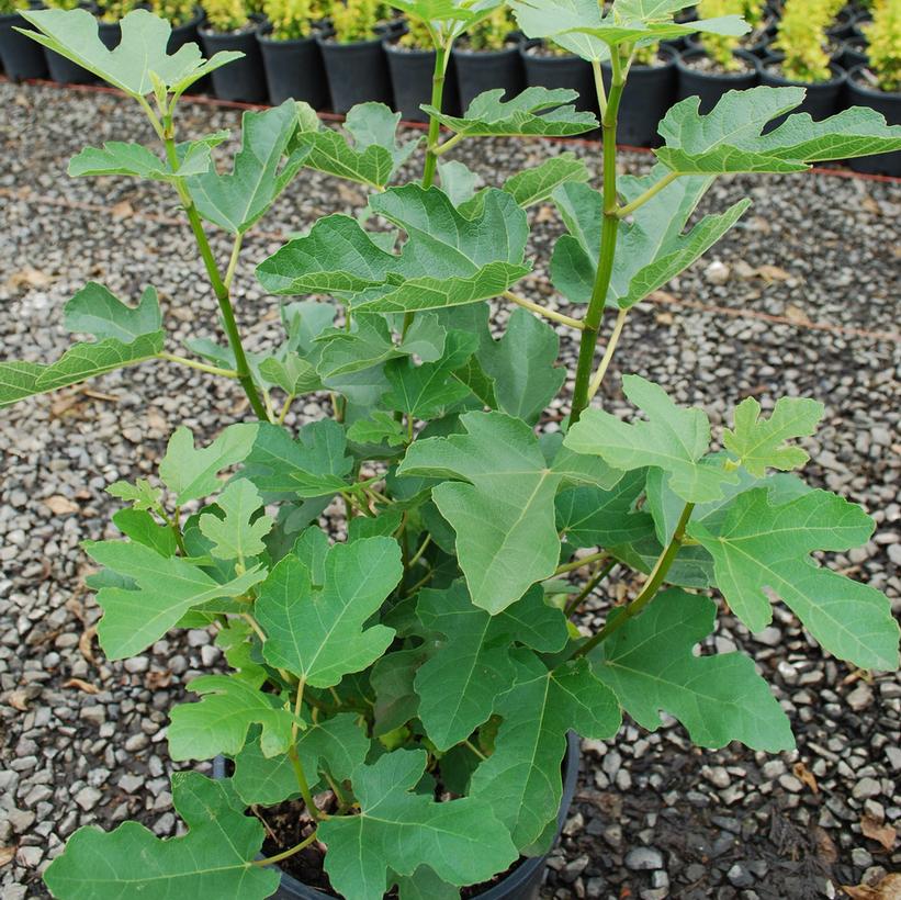 Desert King Common Fig