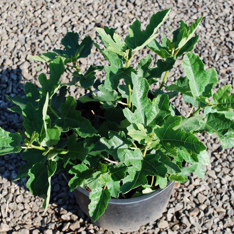 Little Ruby Common Fig