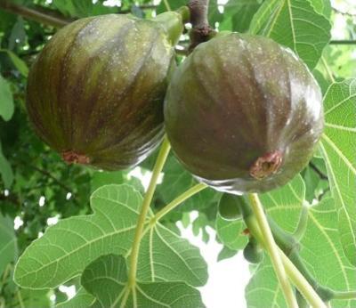 Olympian Common Fig