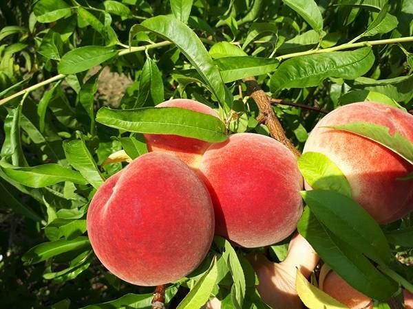August Rose™ Peach