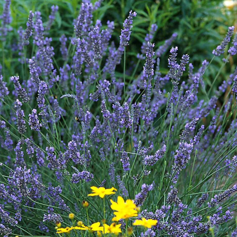 Fat Spike Lavender, French Lavender, Lavendin