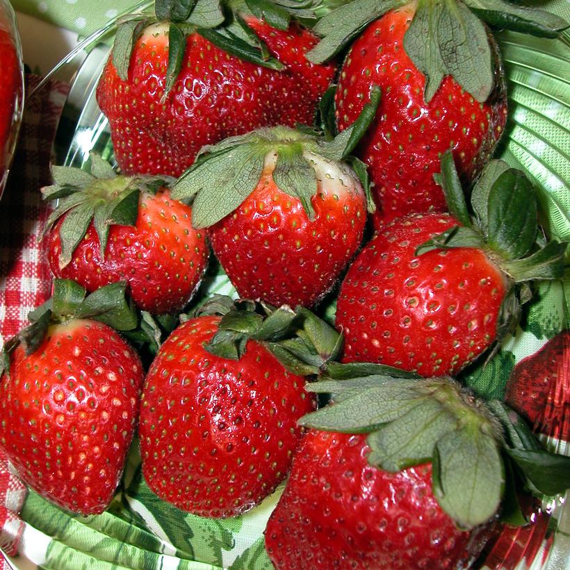 Quinault Everbearing Strawberry