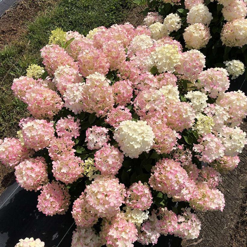 SMNHPK Fire Light Tidbit® Hydrangea