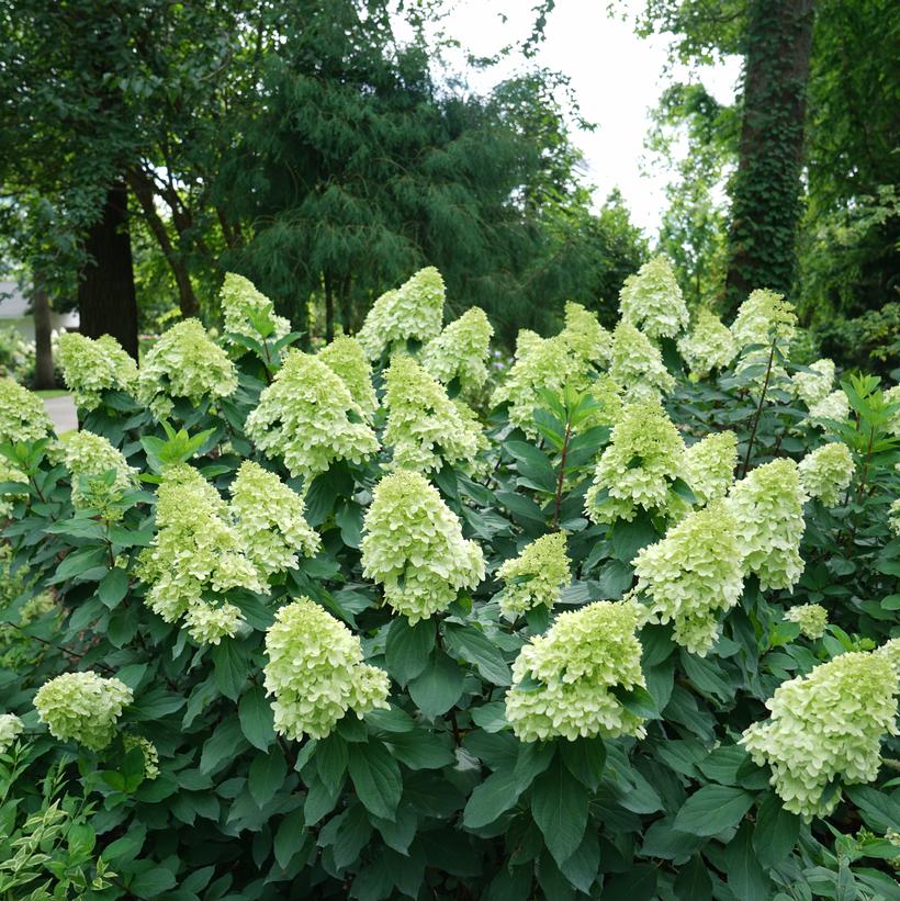SMNHPPH Limelight Prime® Hydrangea