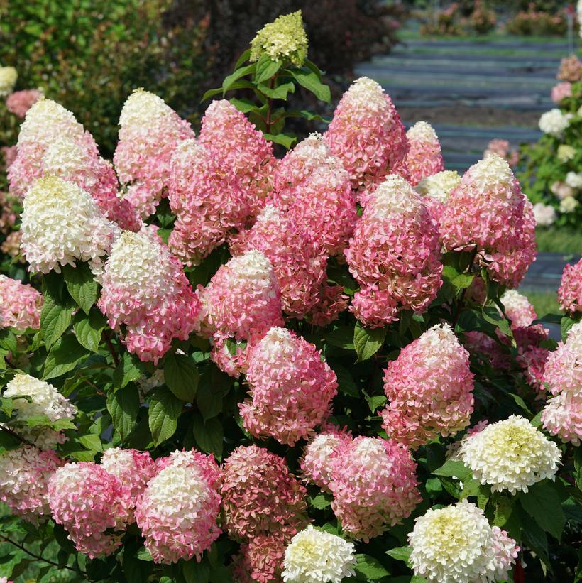 SMNHPM Quick Fire Fab® Hydrangea