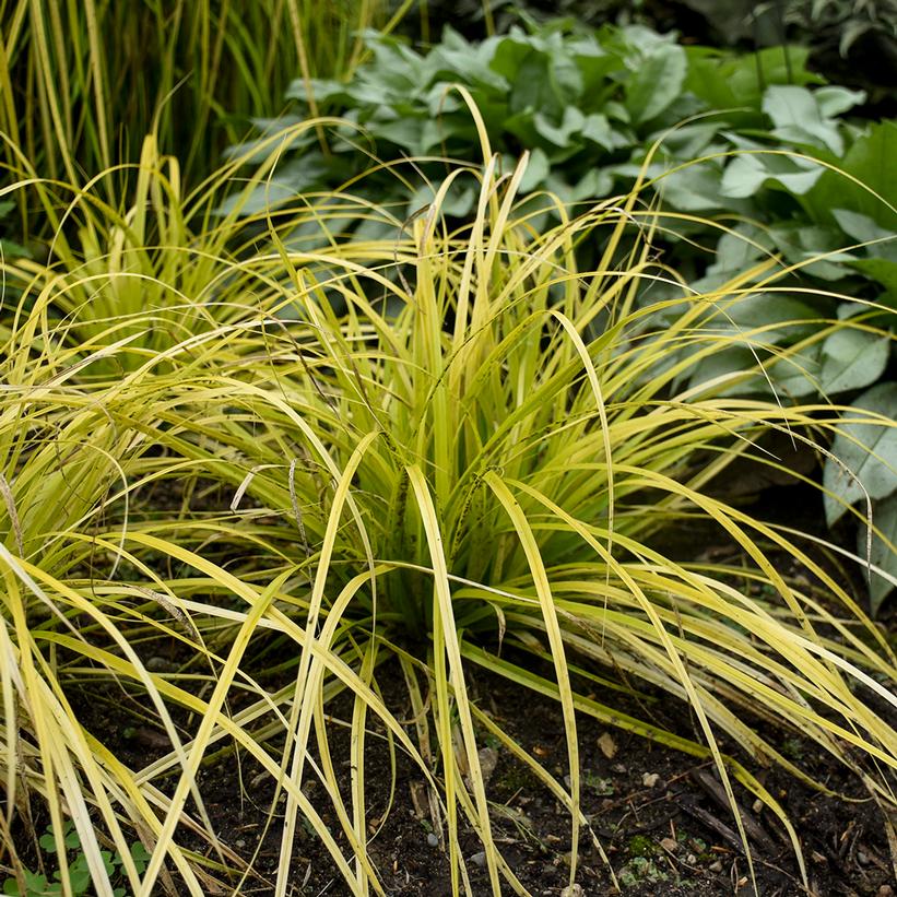 Everillo Weeping Sedge, Variegated Japanese Sedge