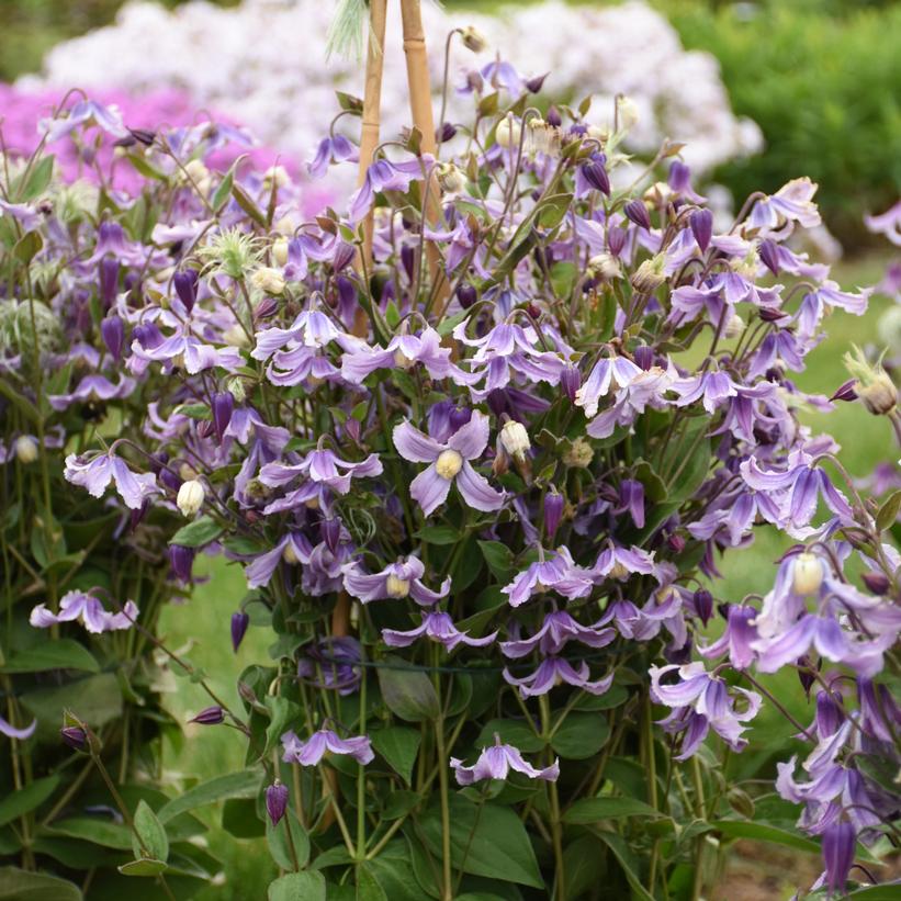 Stand By Me Lavender Bush Clematis