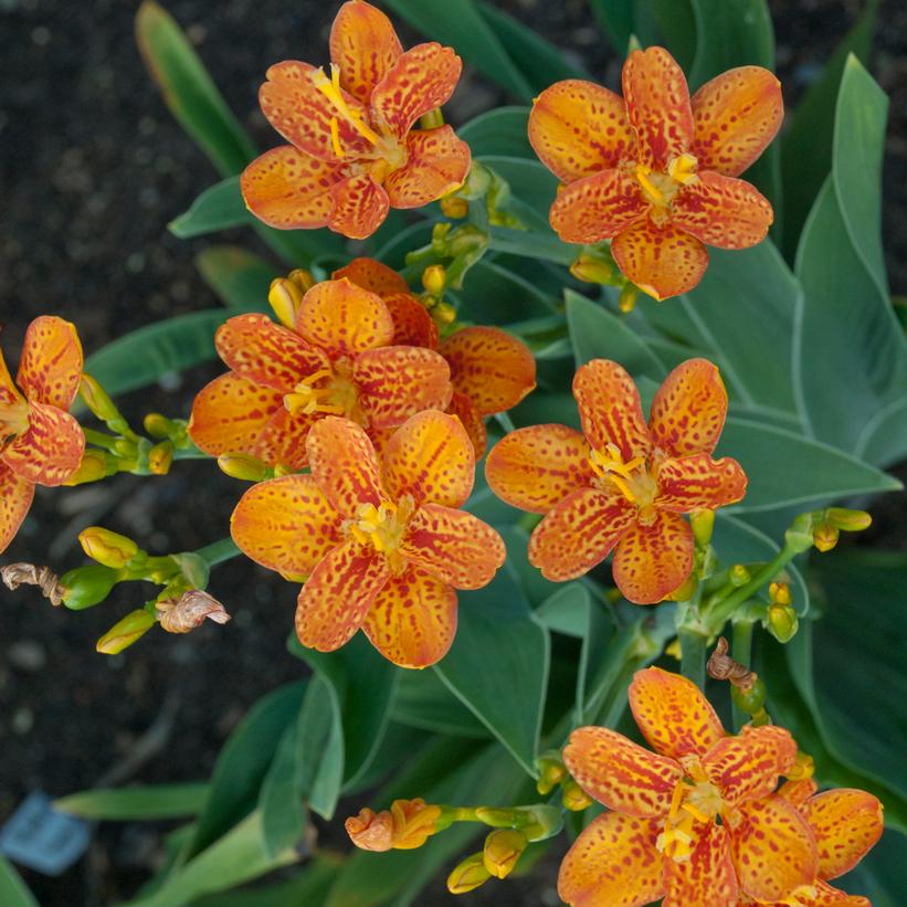 Blackberry Lily