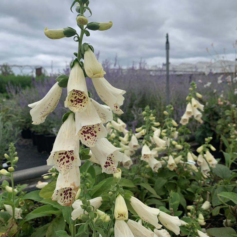 Dalmatian Cream Foxglove