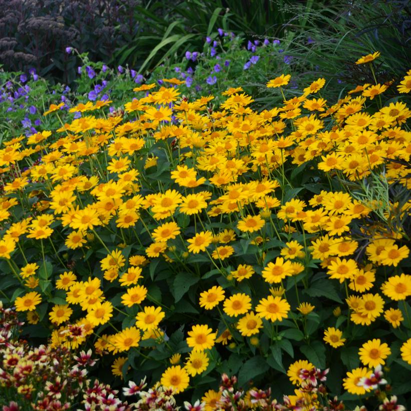 Tuscan Sunflower, False Sunflower