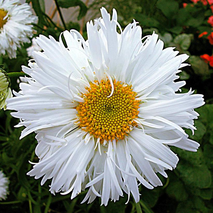 Crazy Daisy Shasta Daisy