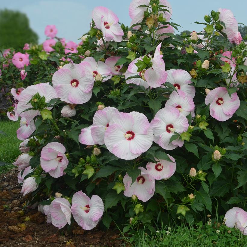 Summerific® Ballet Slippers Rose Mallow