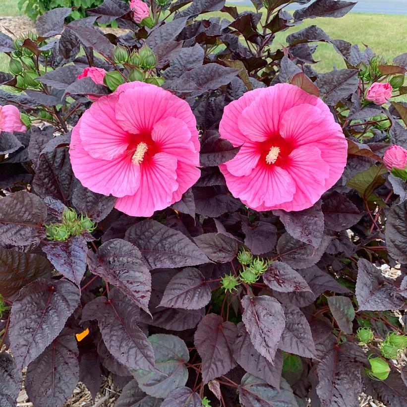 Summerific® Edge of Night Rose Mallow