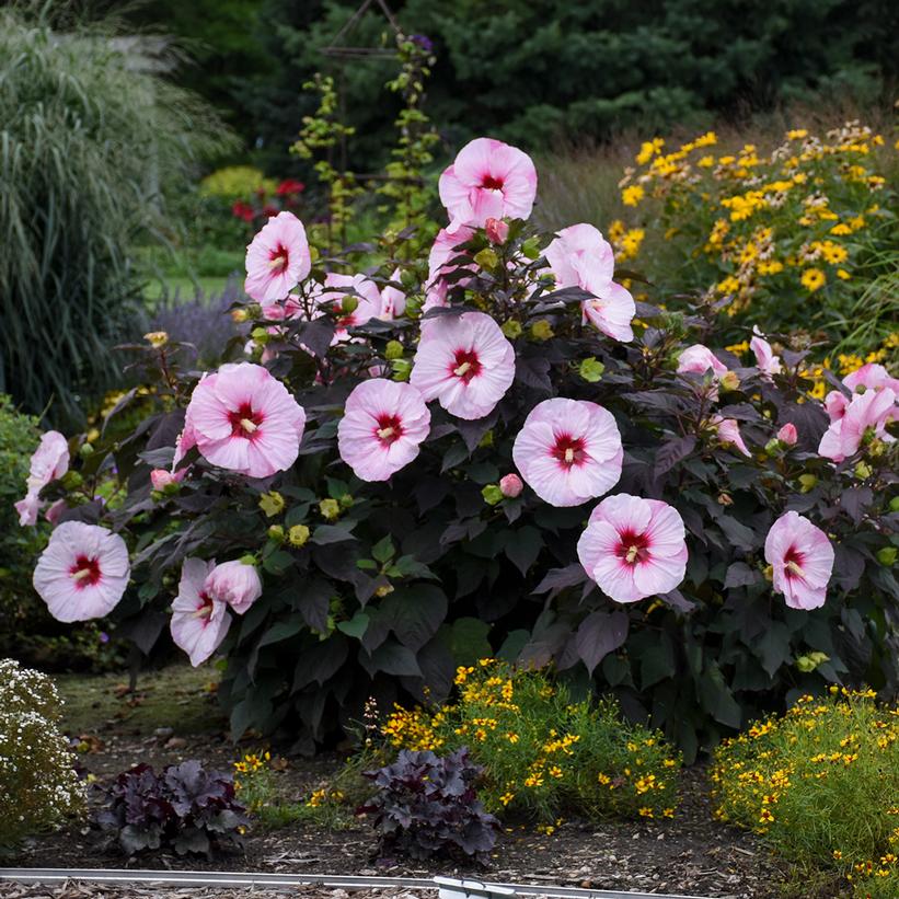 Summerific® Perfect Storm Rose Mallow