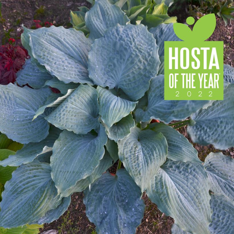 Diamond Lake Hosta
