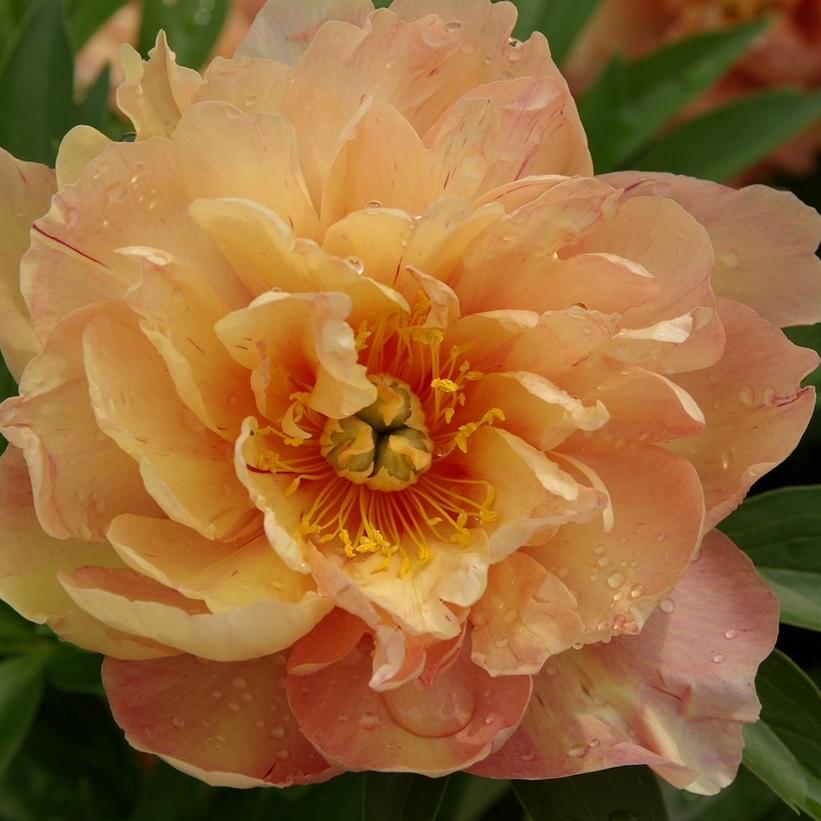 Singing in the Rain Intersectional Peony