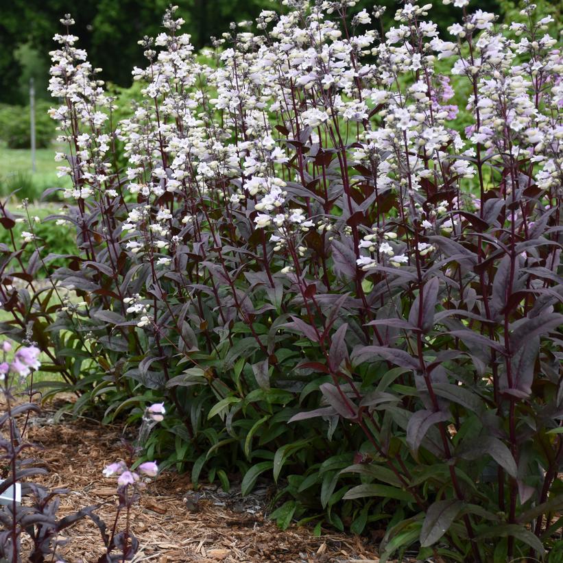 Onyx and Pearl Beardtongue