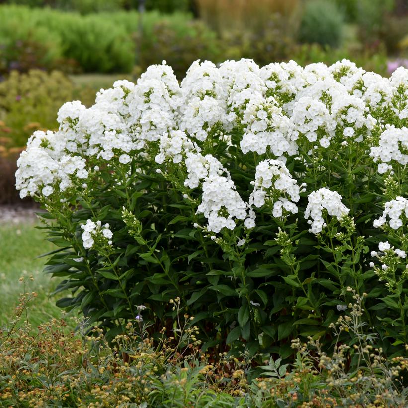 Backlight Garden Phlox