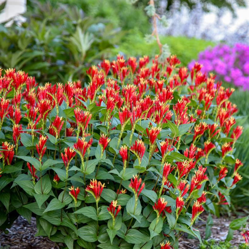 Little Redhead Indian Pink, Woodland Pink Root