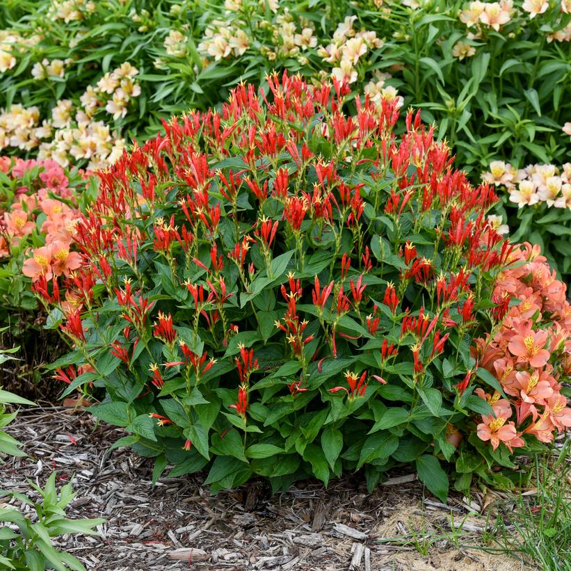 Ragin Cajun Indian Pink, Woodland Pink Root