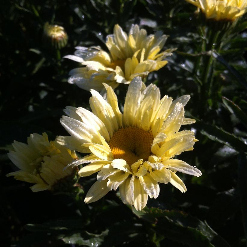 Banana Cream Shasta Daisy