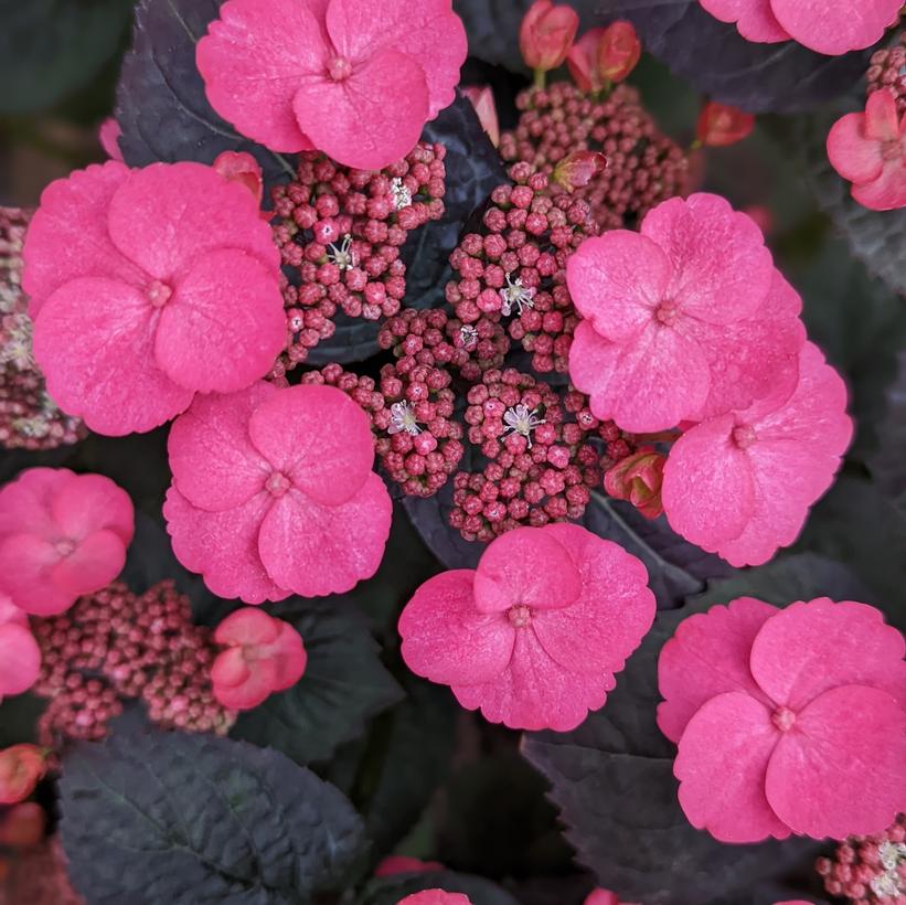 JPDO1 Pink Dynamo™ Hydrangea