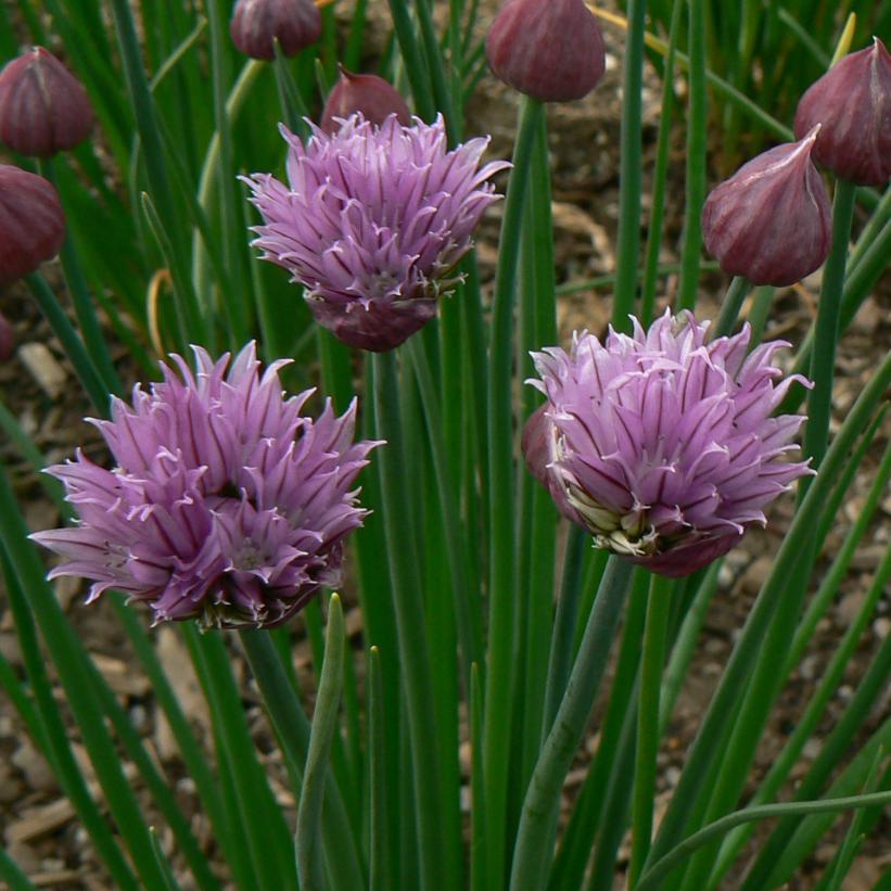 Wild Chives, Chive, Chive garlic, Rush Leeks