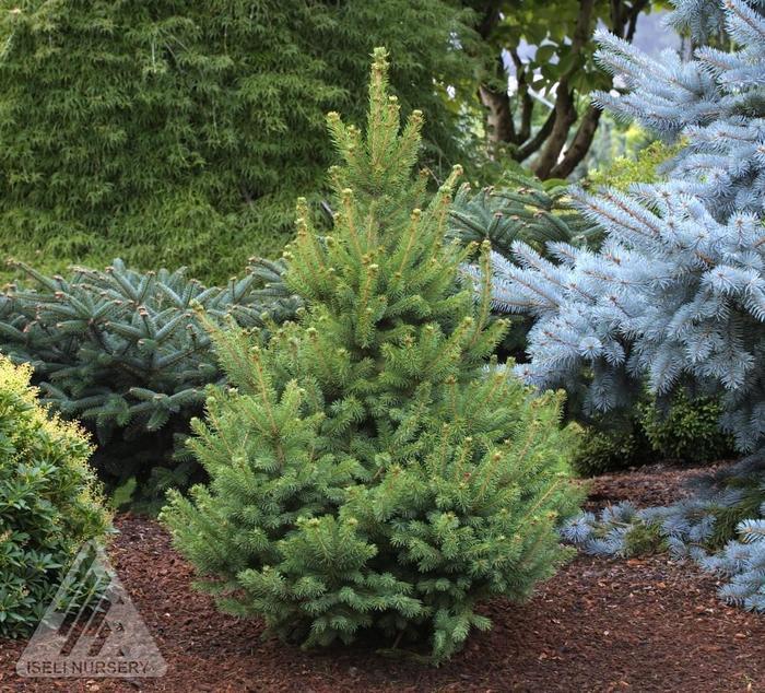 North Pole White Spruce