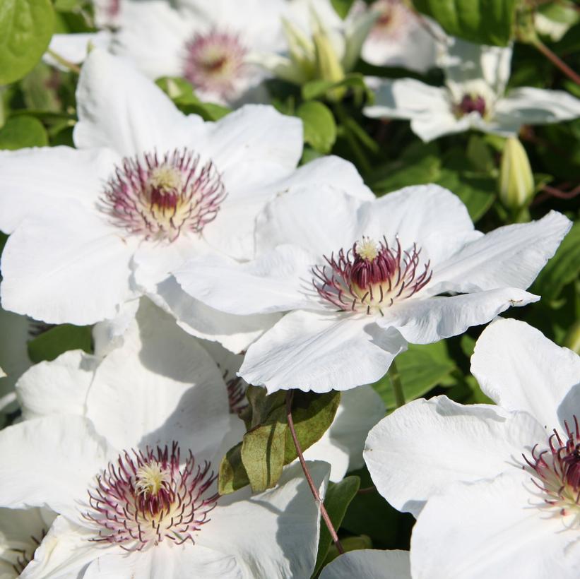 Ninon Clematis