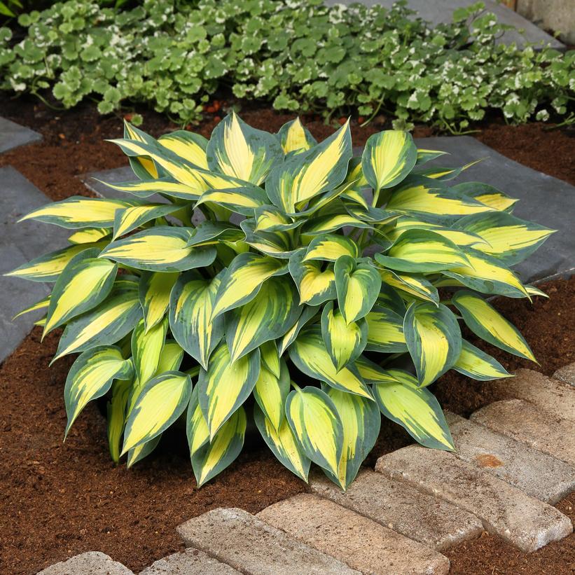 Magic Island Hosta