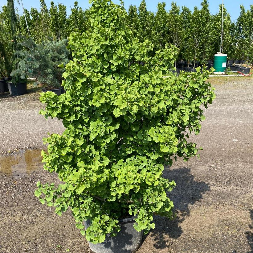Spring Grove Ginkgo