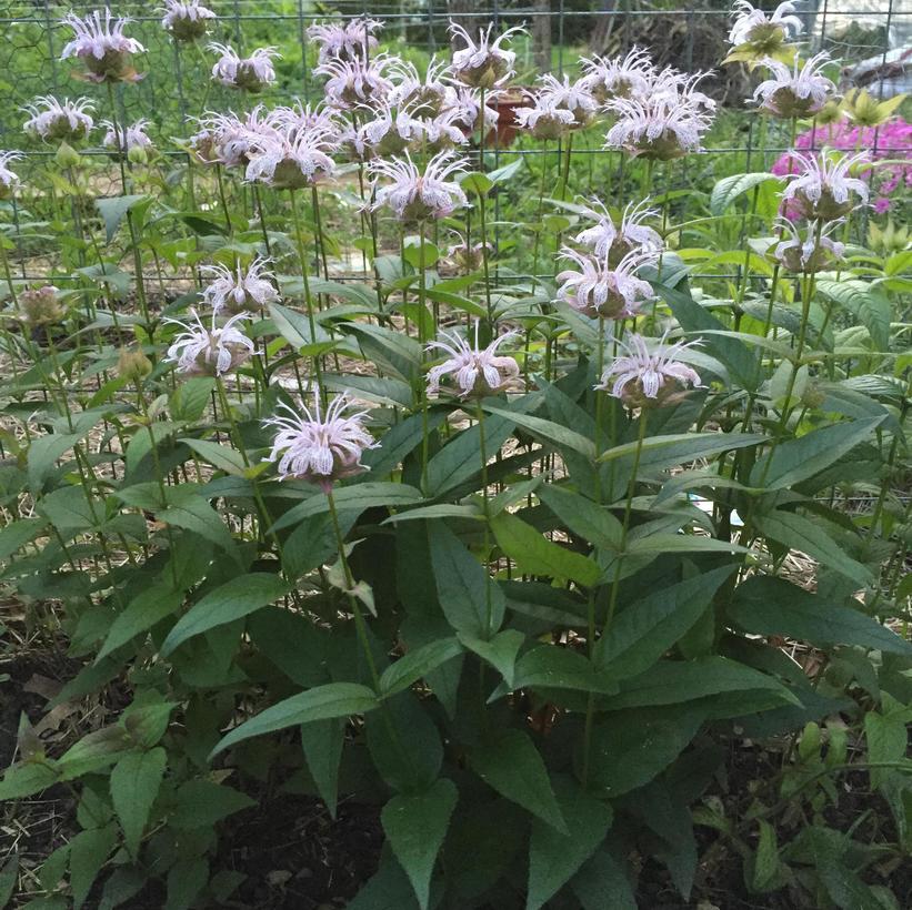 Eastern Wild Bergamot, Horsemint, Eastern Beebalm - Monarda bradburiana
