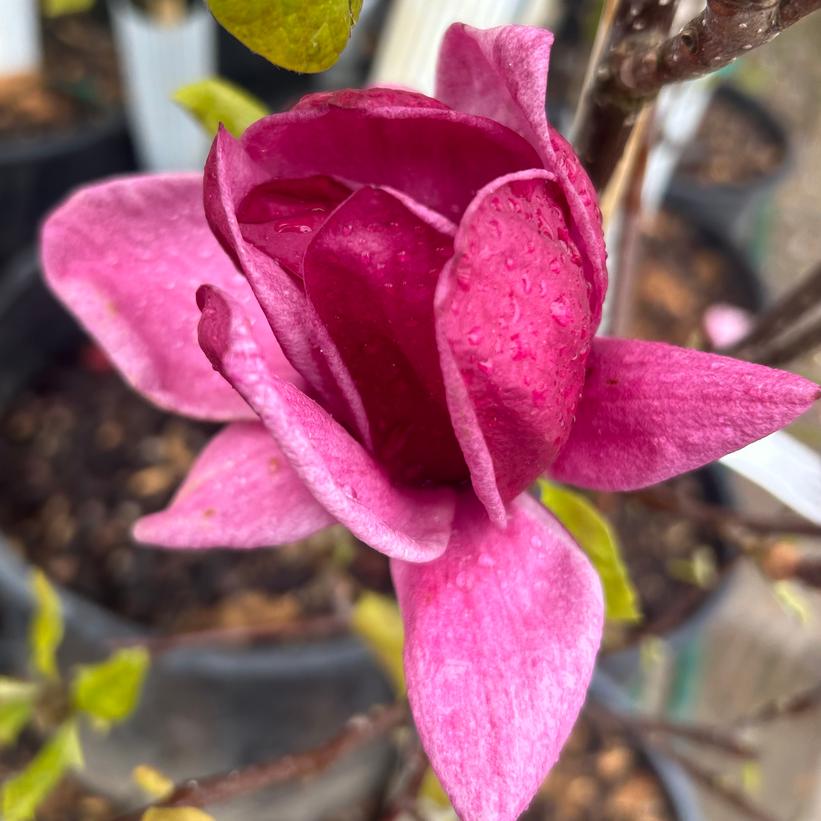 Genie Magnolia - Magnolia x &