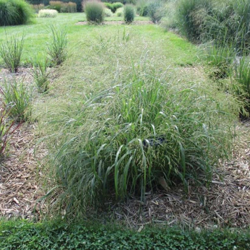 Cape Breeze Dwarf Switchgrass