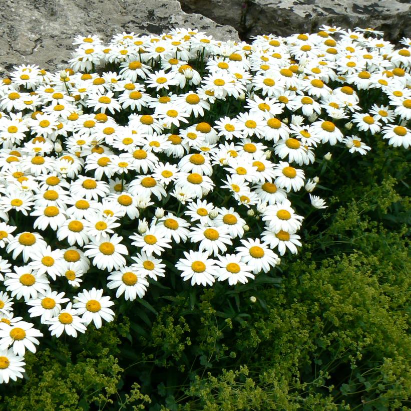 Snowcap Shasta Daisy