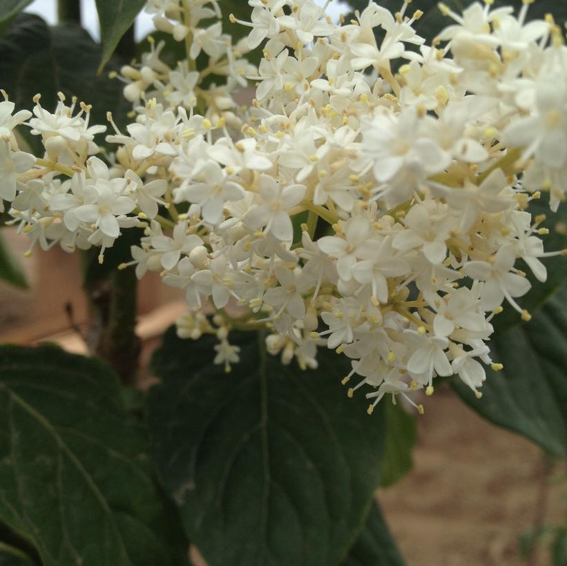 Ivory Pillar Lilac