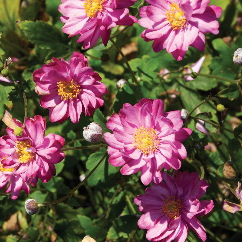 Pretty Lady Julia Japanese Anemone, Windflower